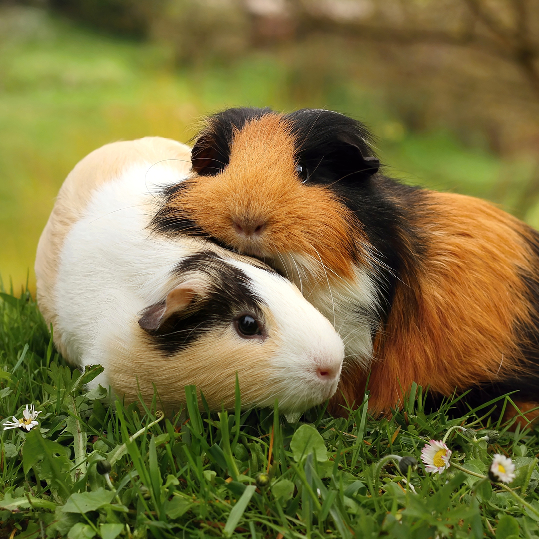 509422905_1196958512448477_3669384334288187591_n