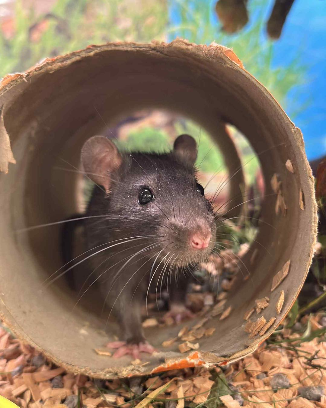 520444559_1218496196961375_6760111147706746553_n