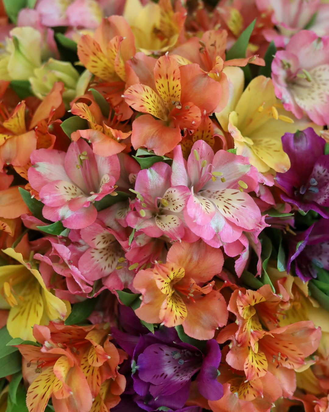 572032874_1294889462676133_6064678022589970174_n